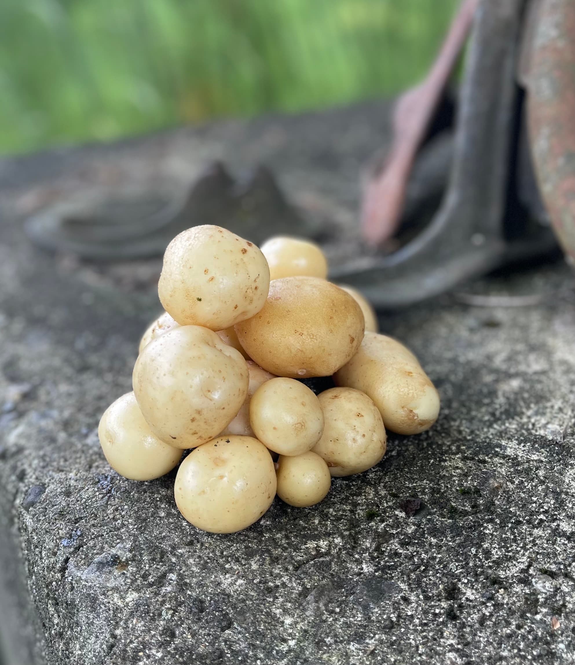 Upstate abundance Potatoes