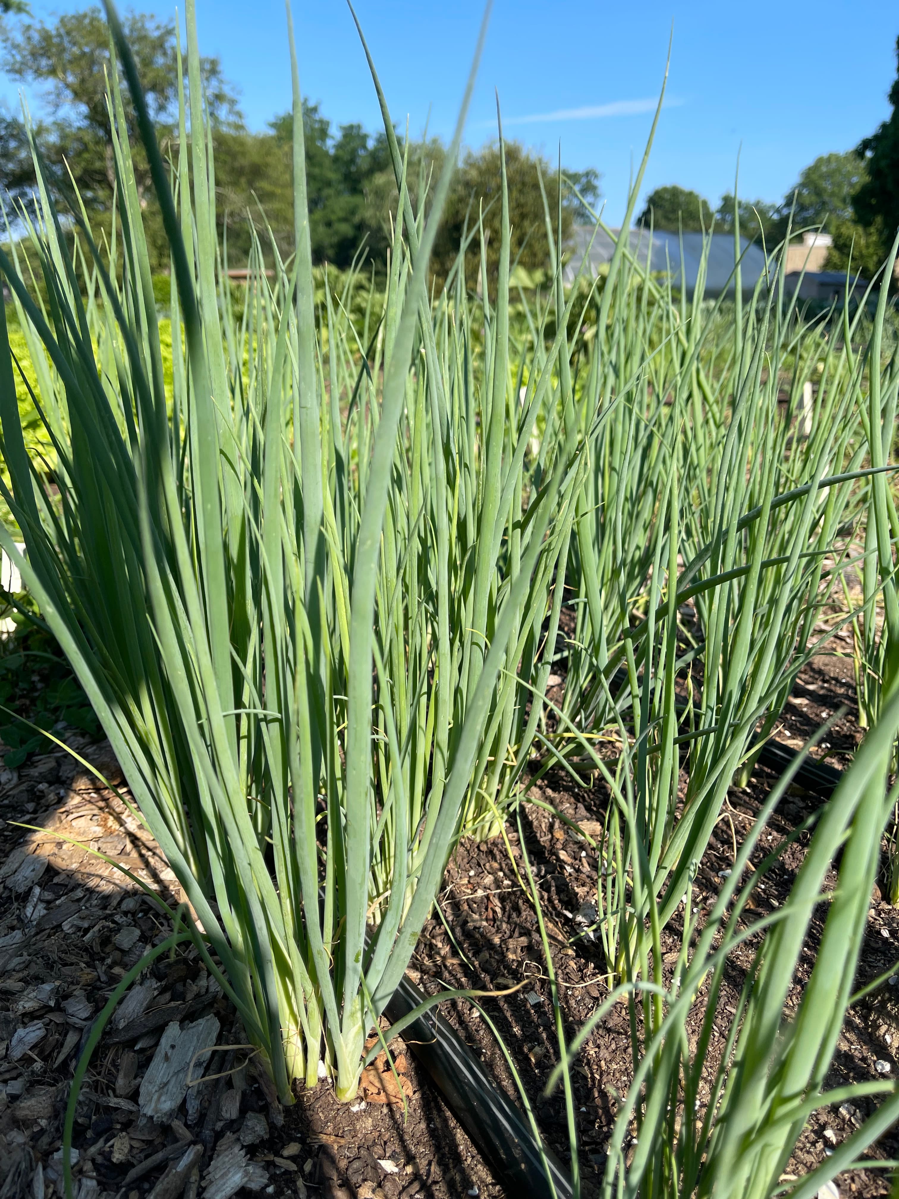 Bunching onions