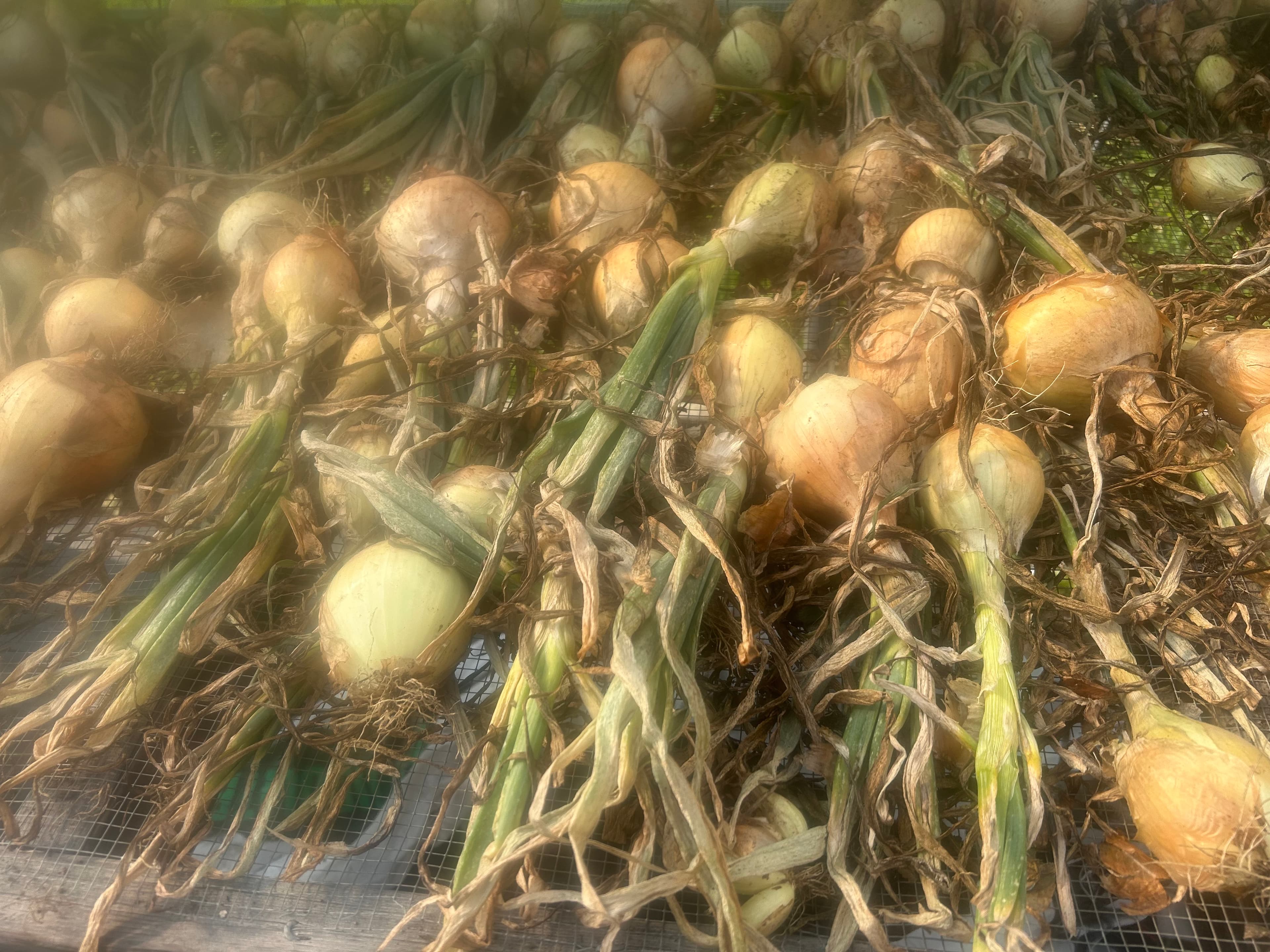 Onions