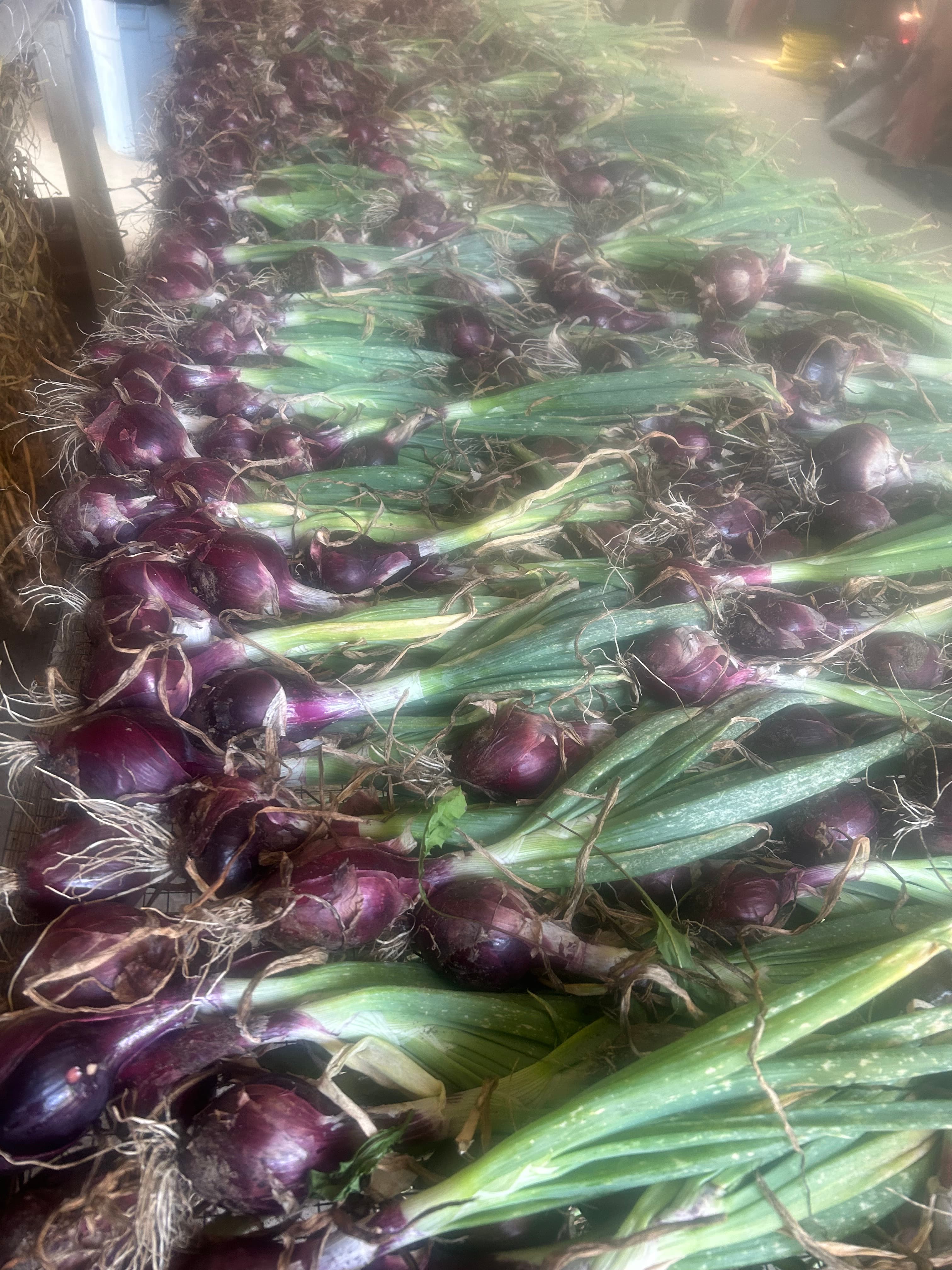 Red onions