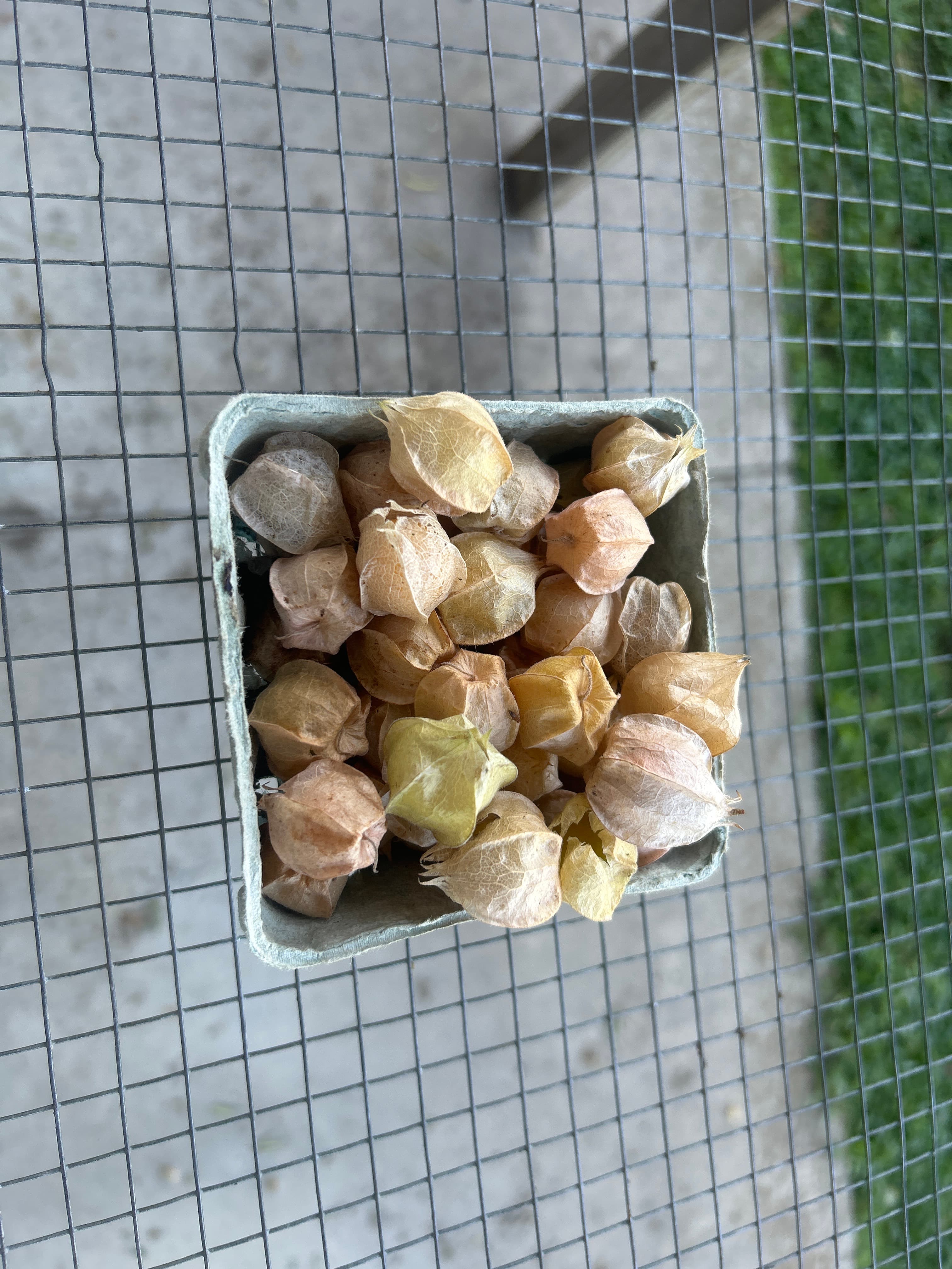 Ground Cherries