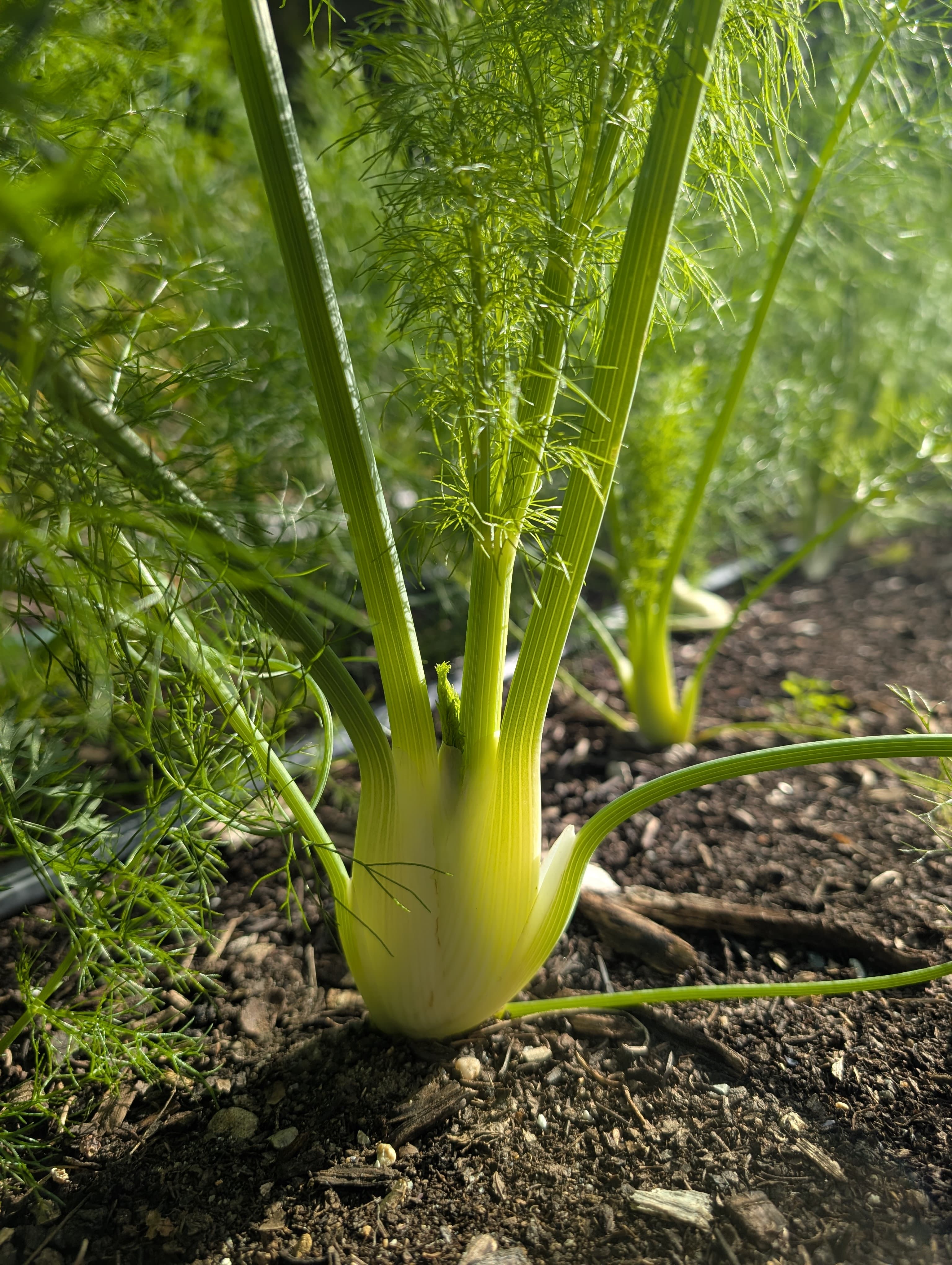 Fennel