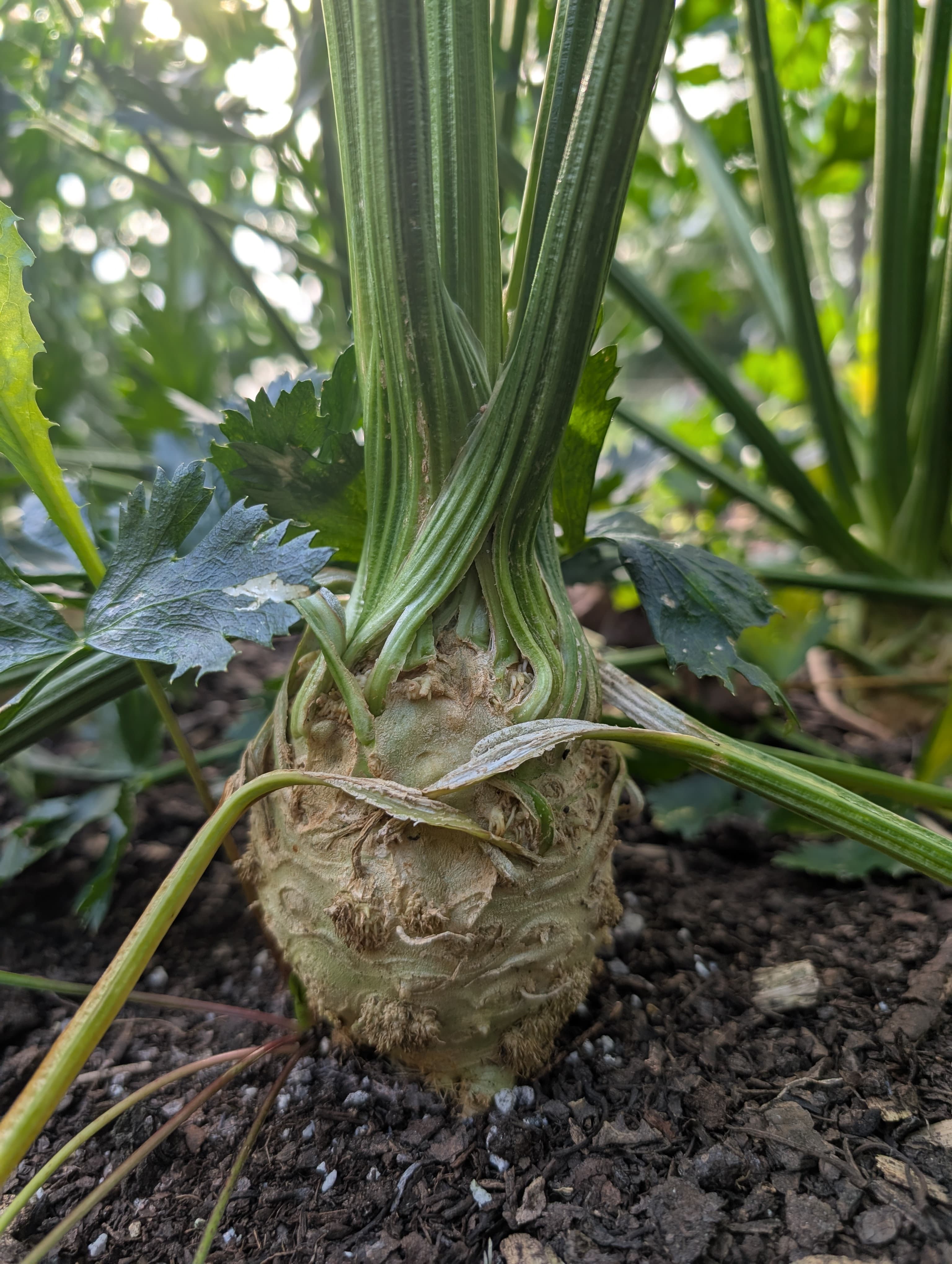 Celeriac