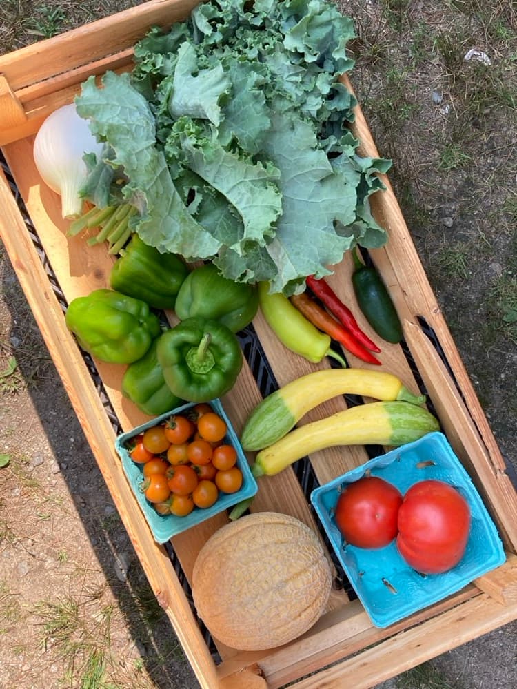 Veggie Boxes