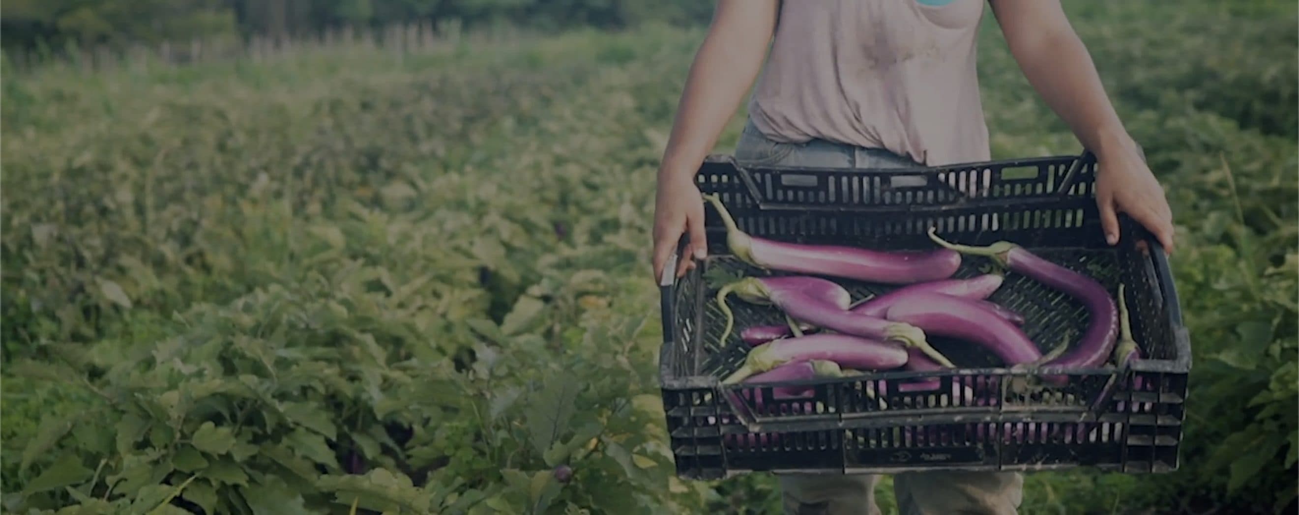 A farmer carrying a crate of fresh produce