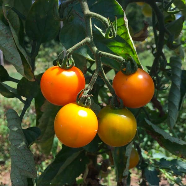 Sungold tomatoes ripening on the vine