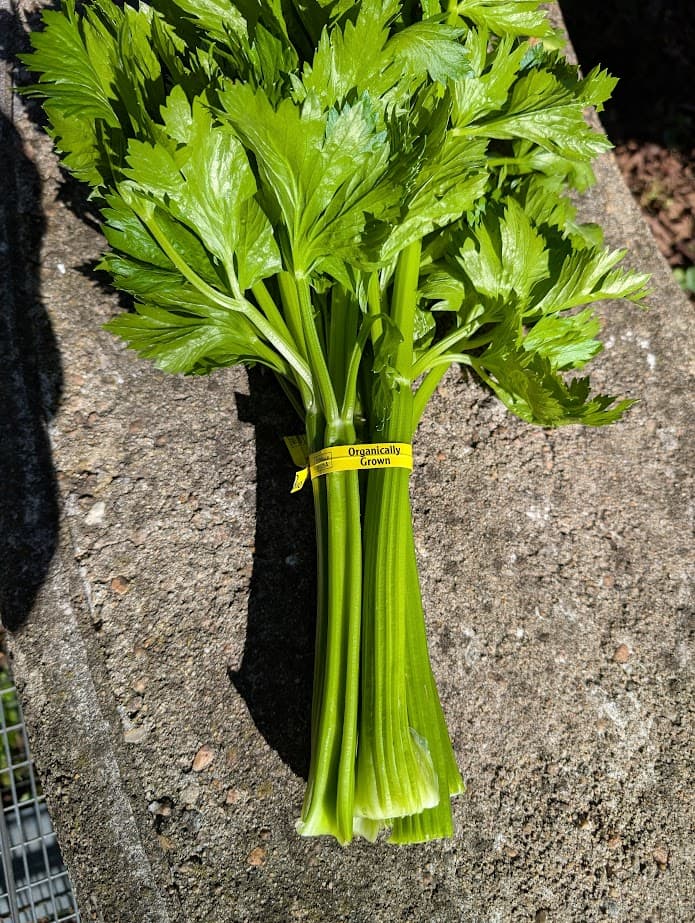Celery