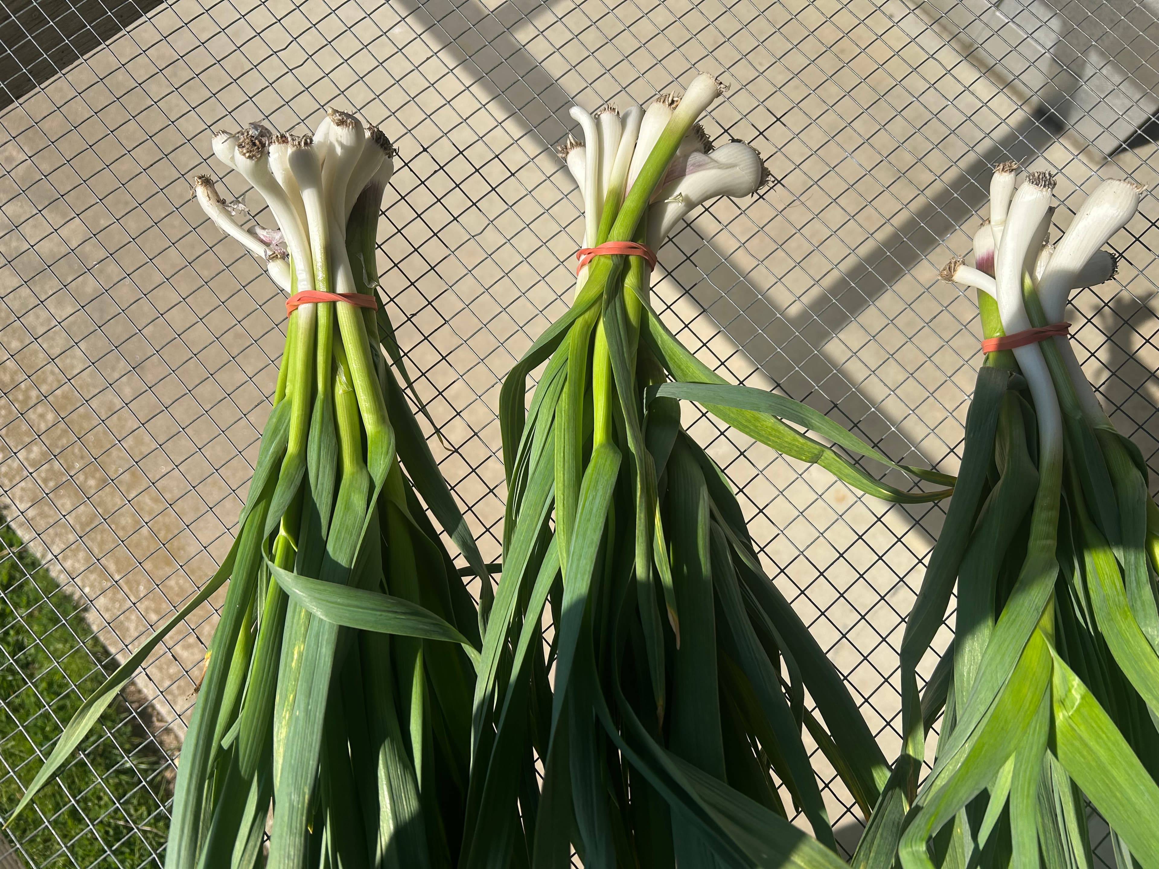 Spring garlic