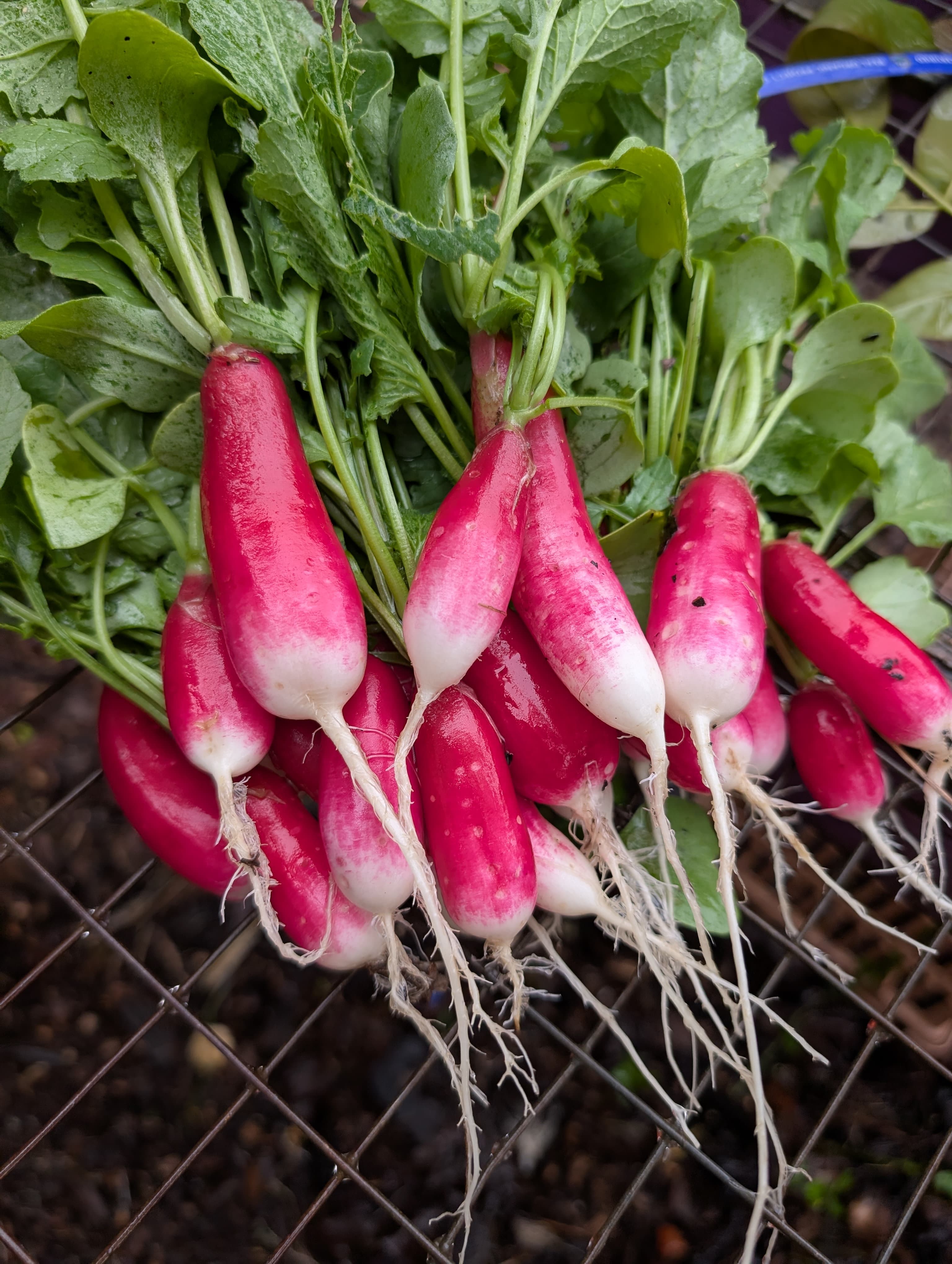 Radishes