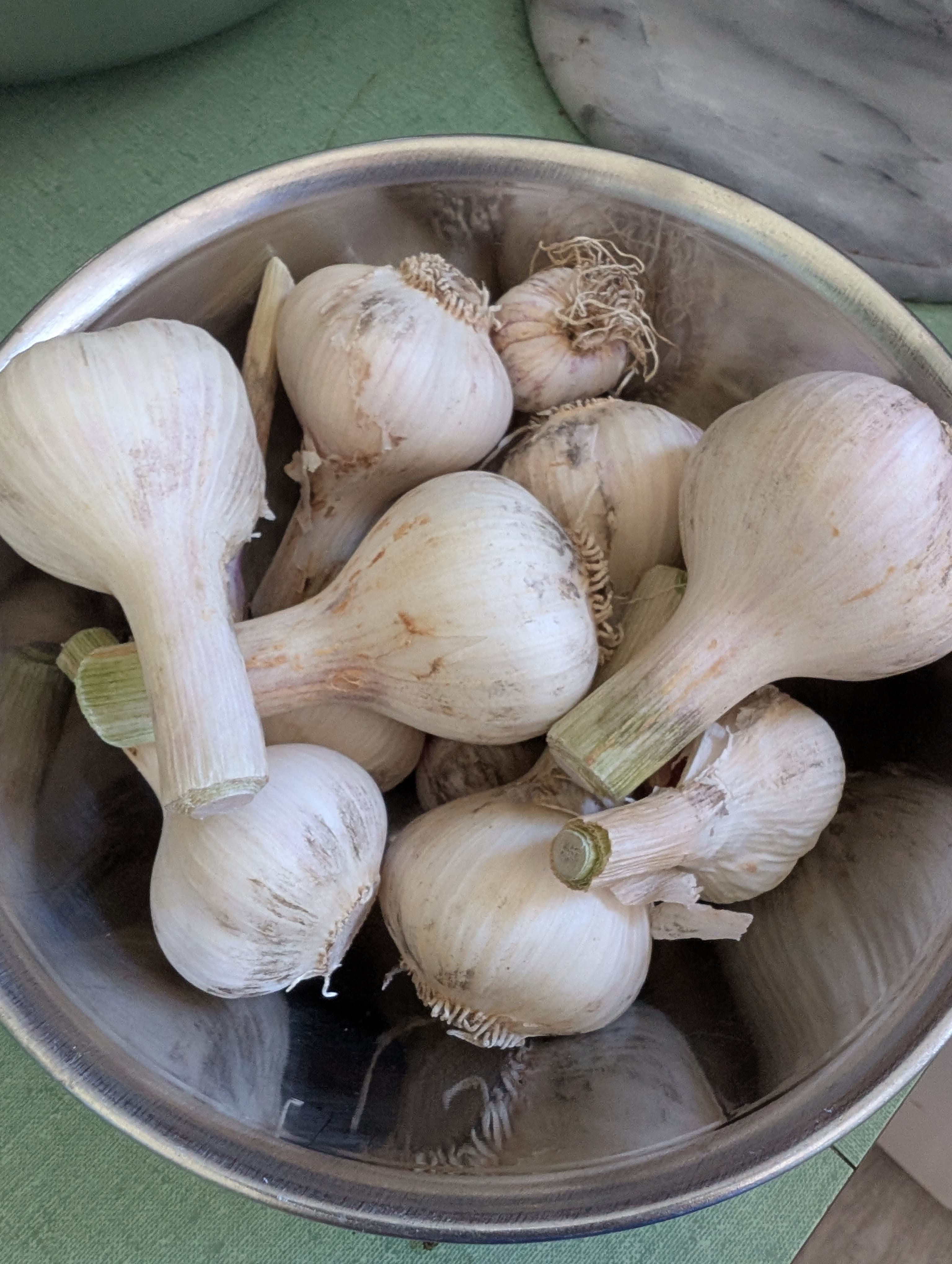 Garlic