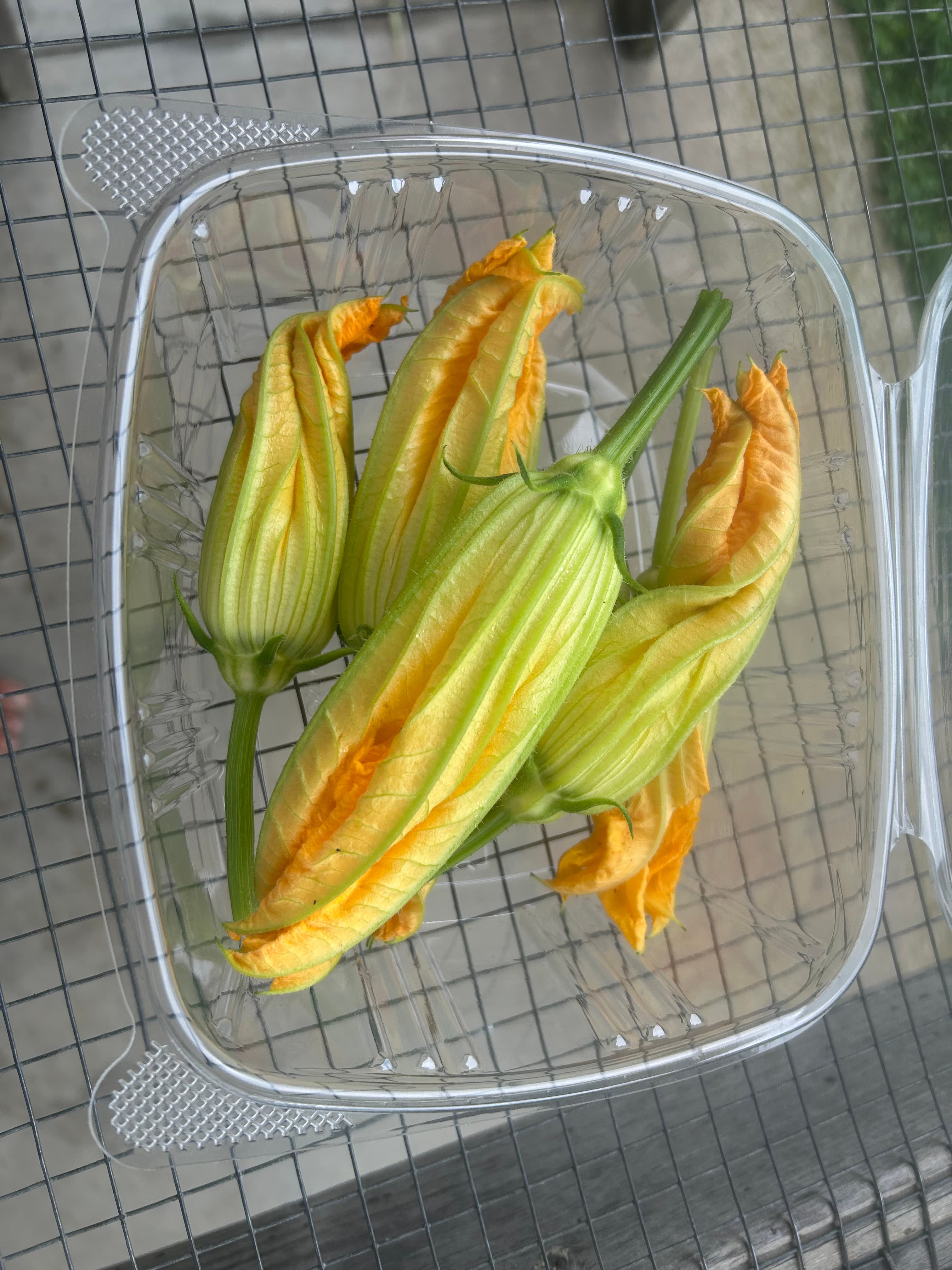 Squash Blossoms