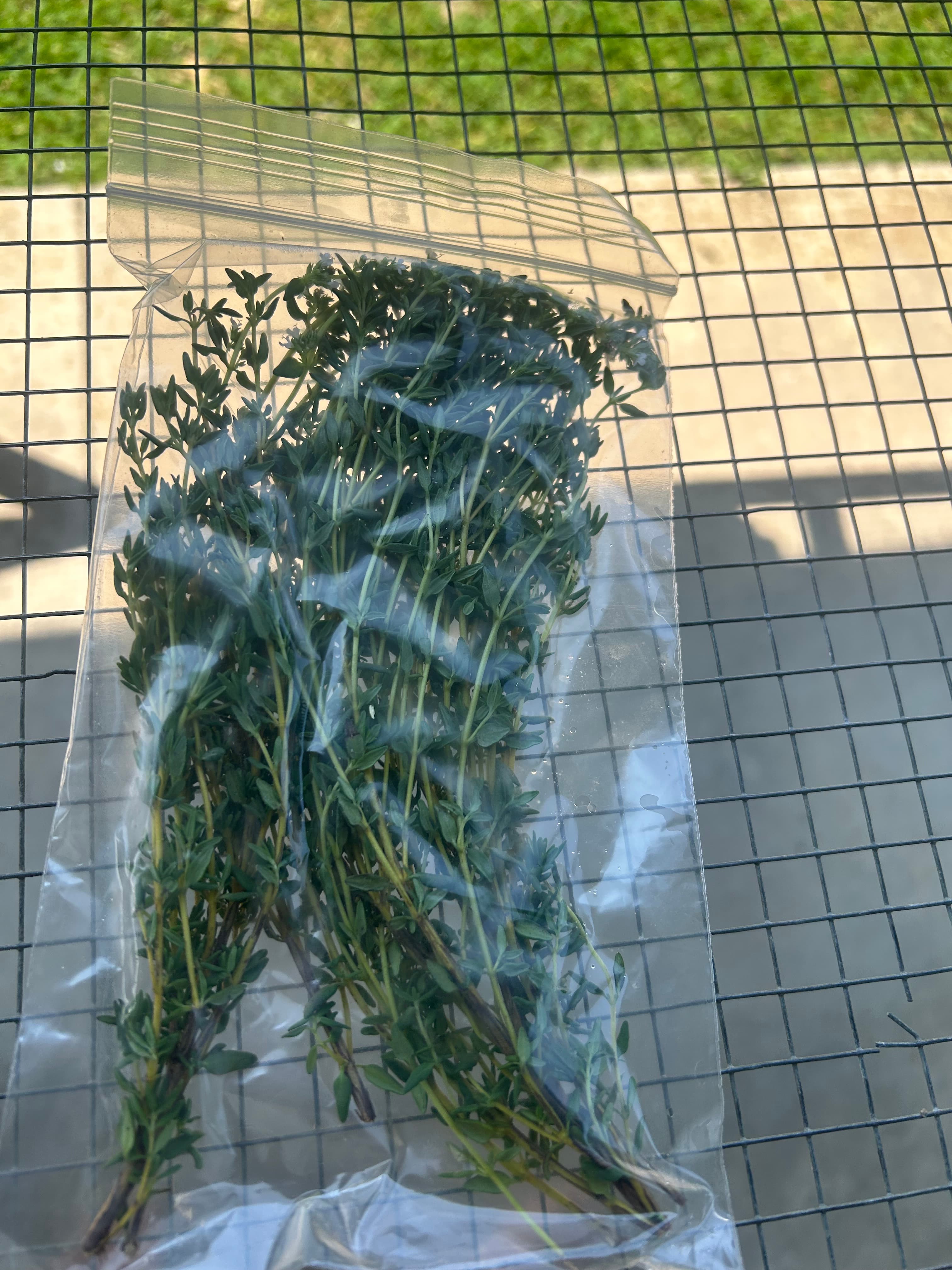 Thyme