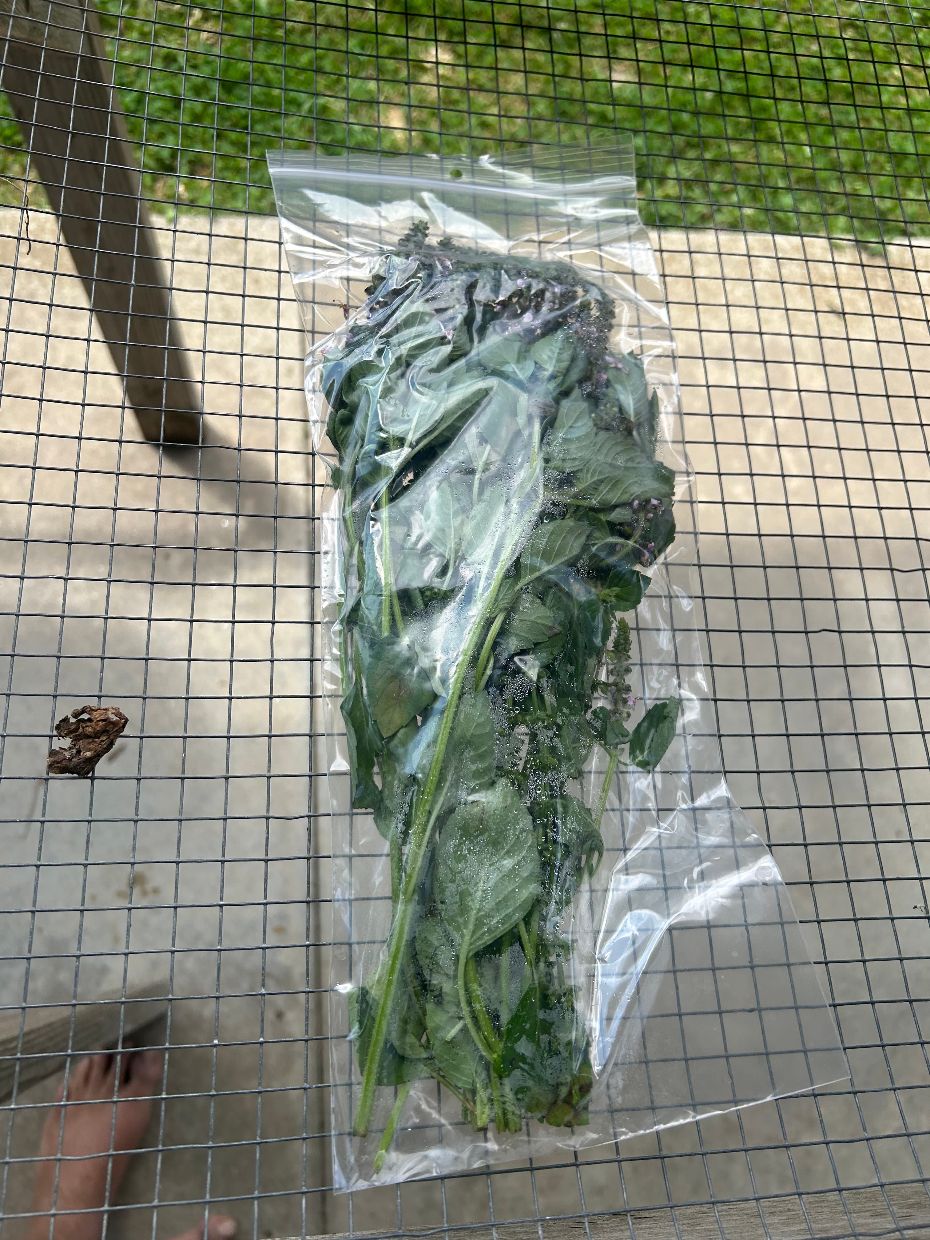 Holy basil