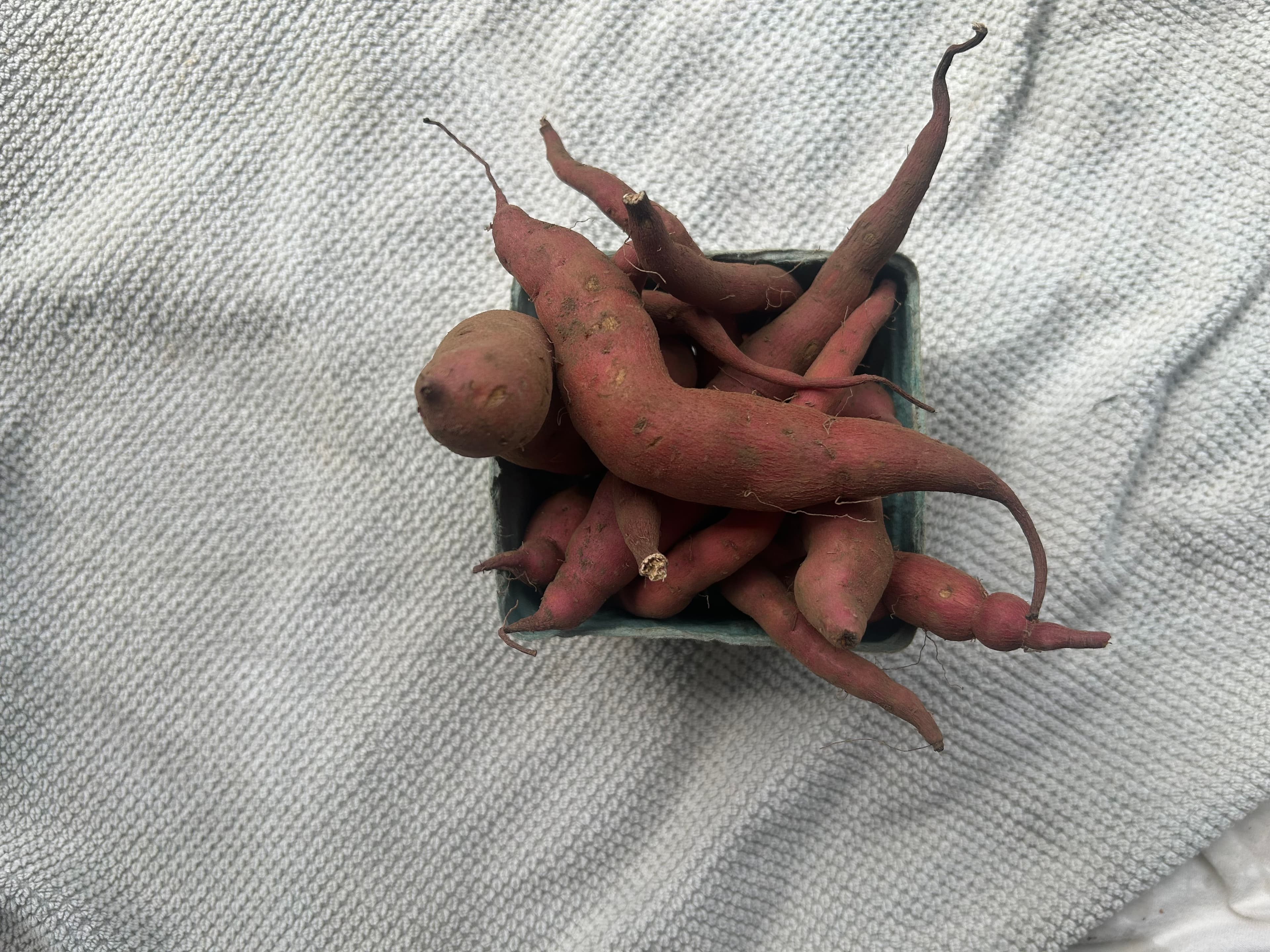 Fingerling sweet potatoes