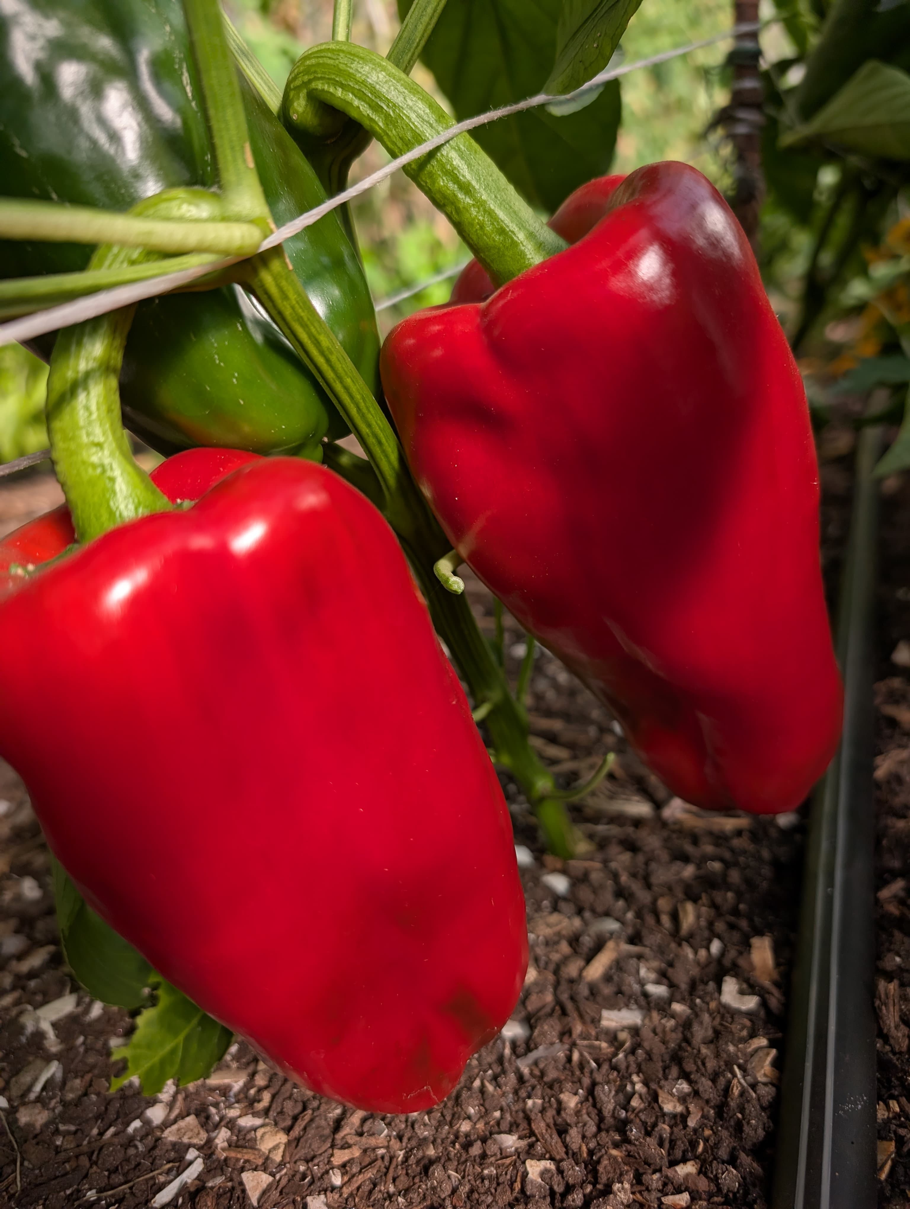 Peppers, Sweet