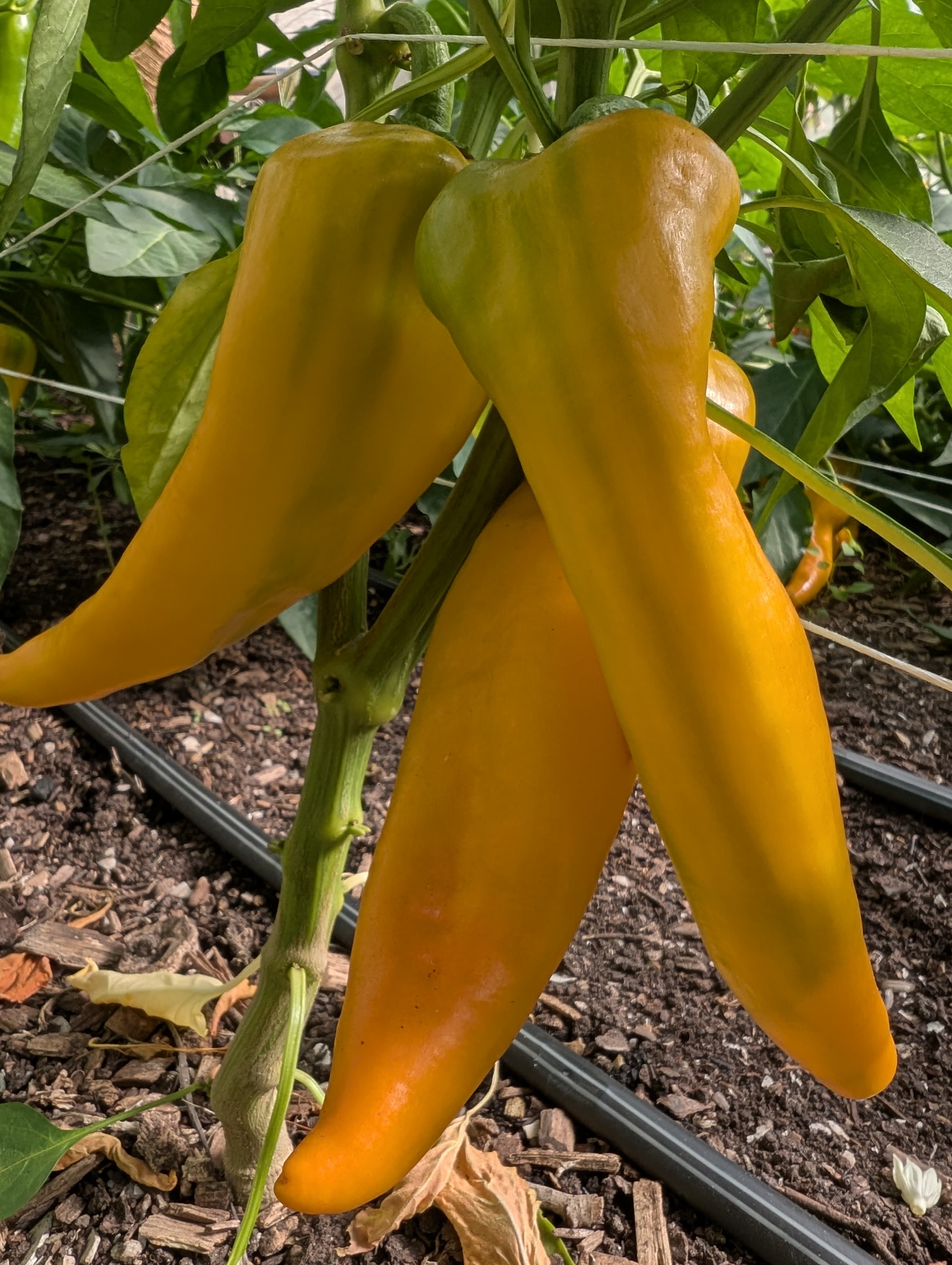 Peppers, Sweet