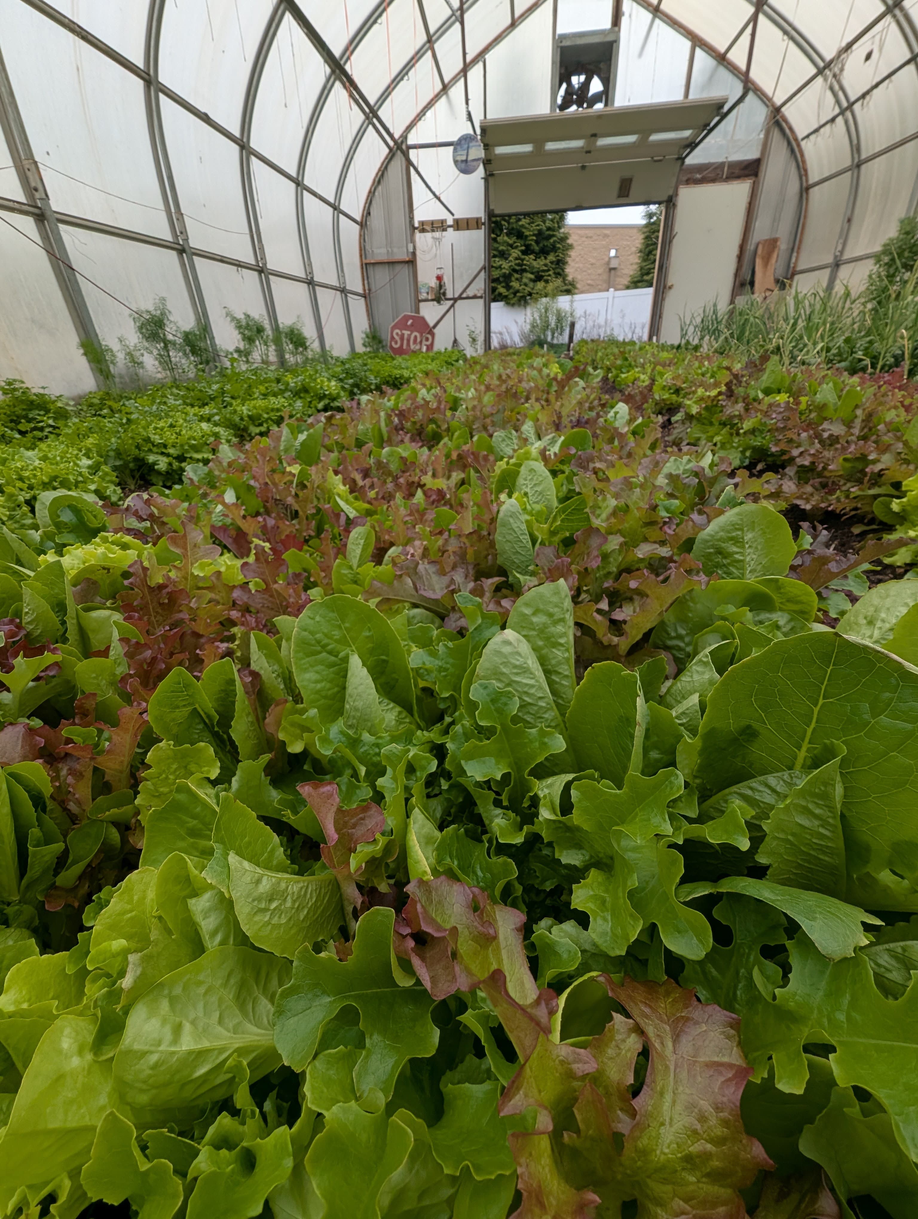 Lettuce mix Pound