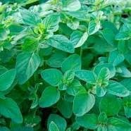 Oregano