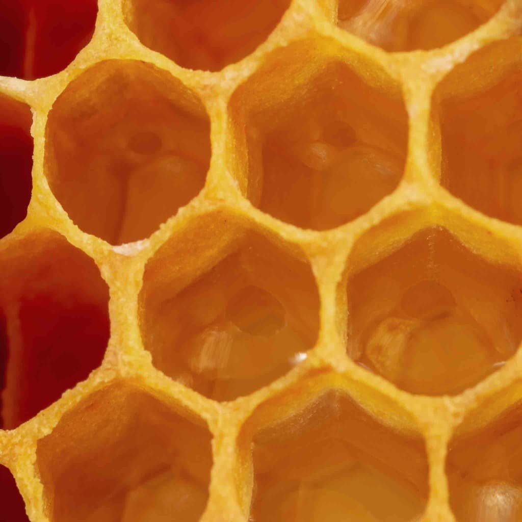 Drew's Honeybees farm
