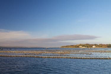 Fishers Island Oyster Farm farm