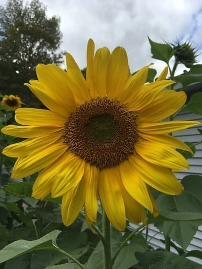 KDCROP Farms farm