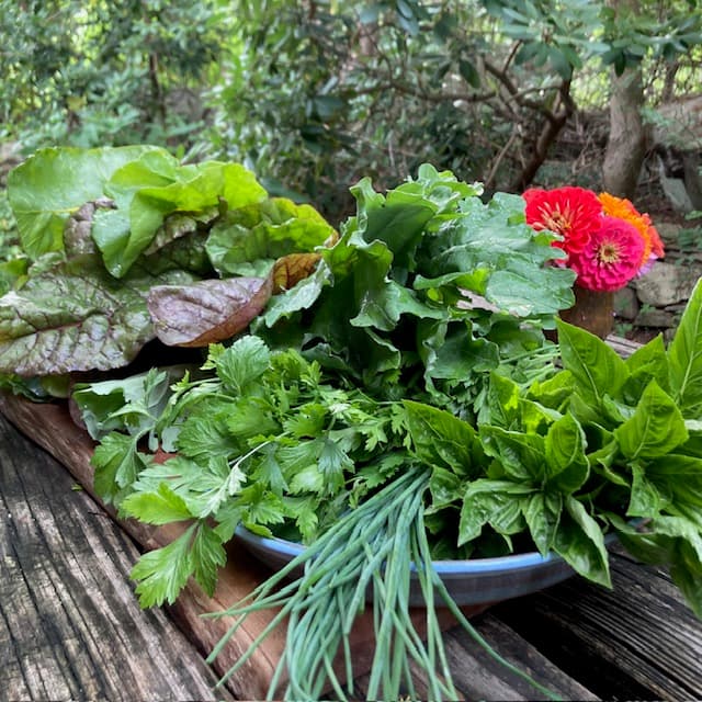 Harvest of the Week