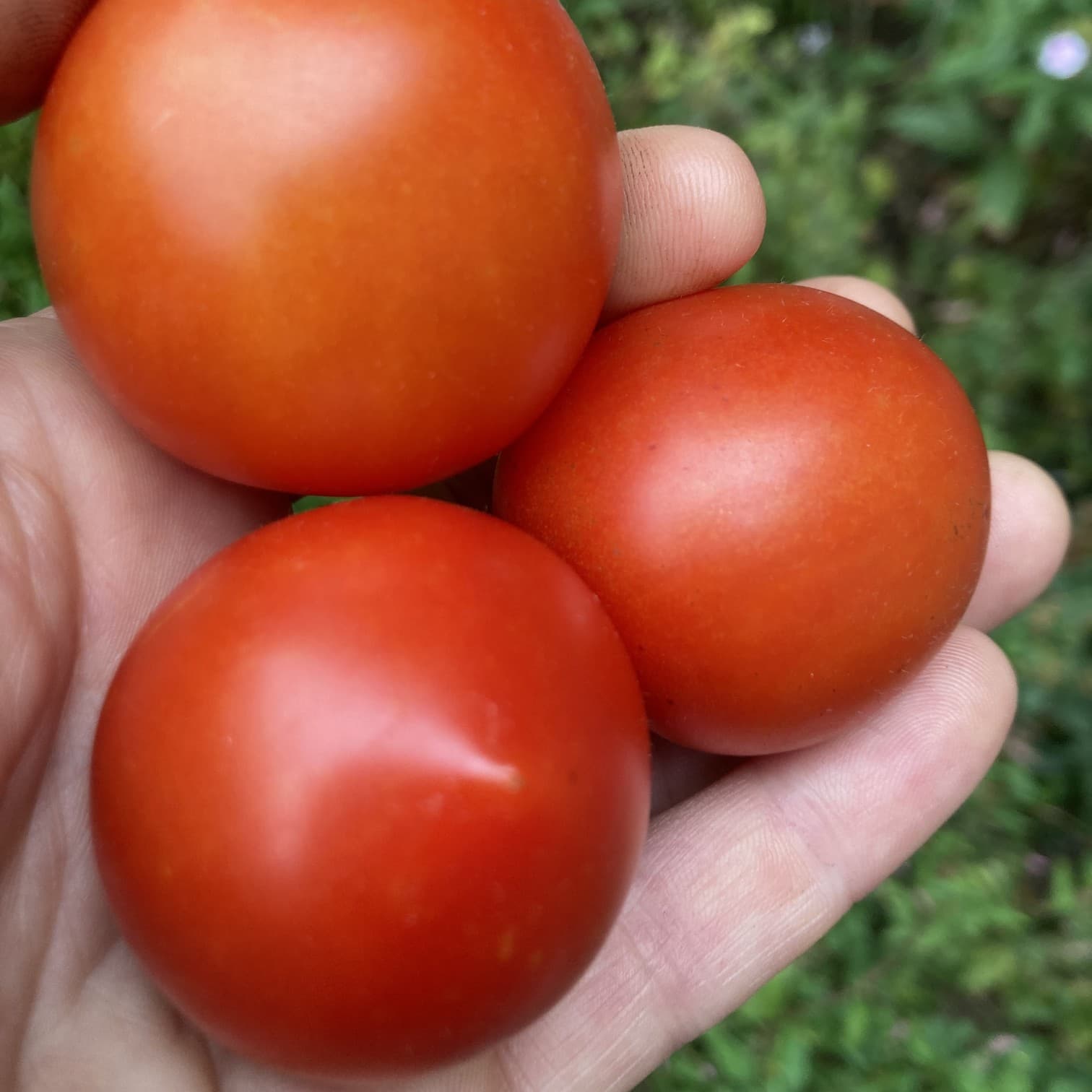 Mountain Magic Tomatoes
