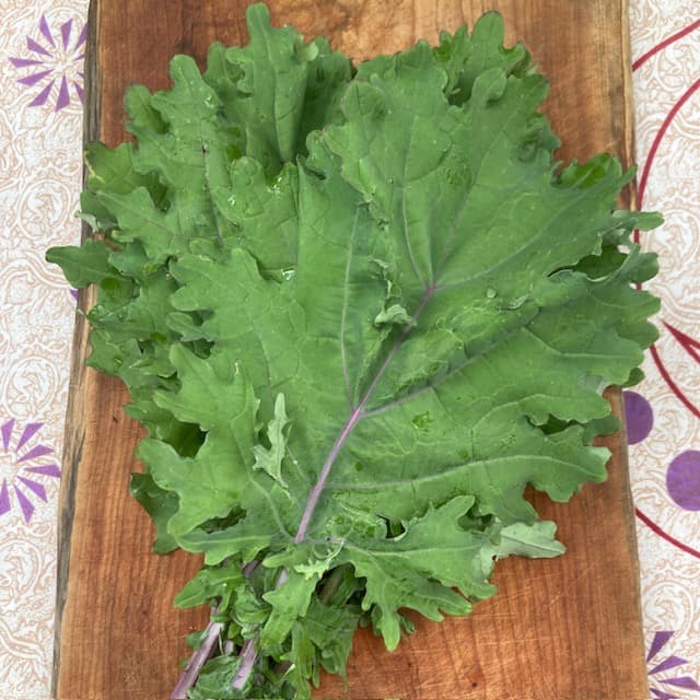 Kale - Red Russian