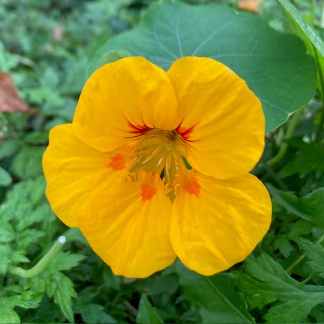 Nasturtium Blossoms