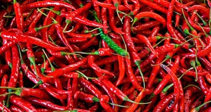 Peppers, Hot